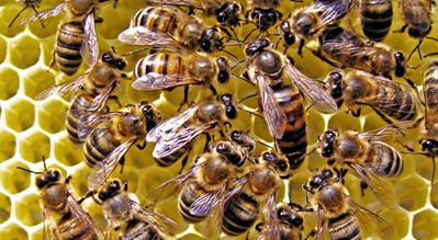 Это были неправильные пчелы: что делать при укусе пчелы